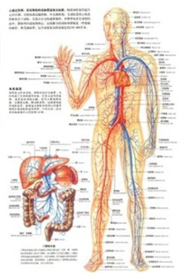 人体解剖图截图