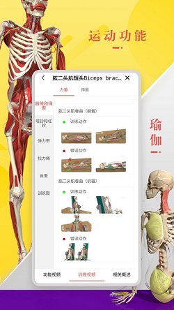 3dbody人体解剖学截图