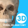 维萨里3d解剖